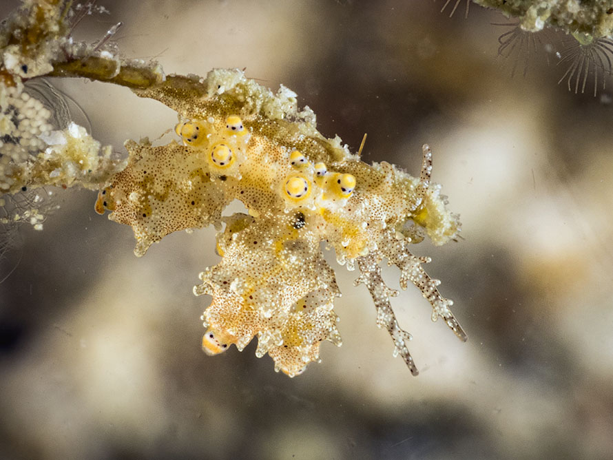 Eubranchus putnami